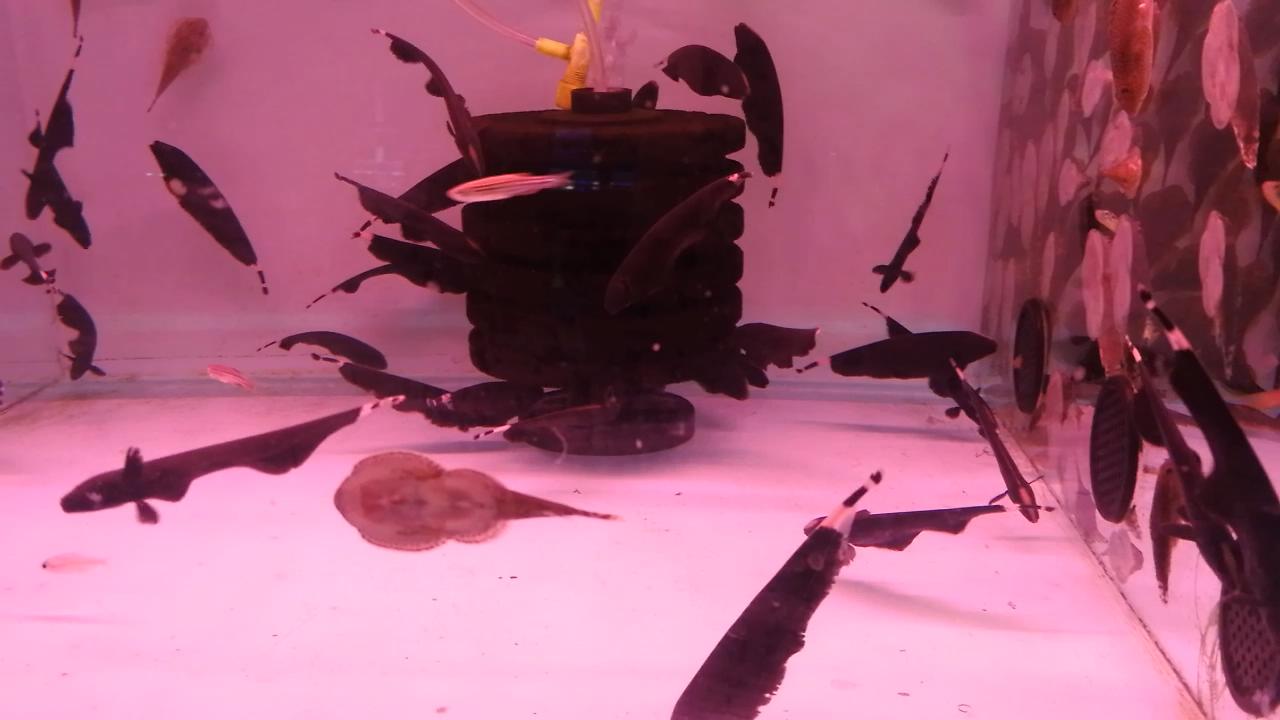 凶猛观赏鱼从哪里买,观赏鱼市场买热带鱼