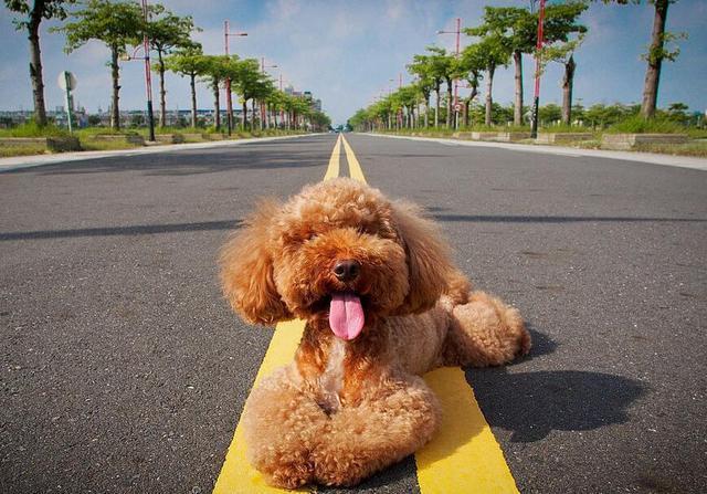 怎么训练两个月泰迪坐下,怎样训练两个月的泰迪