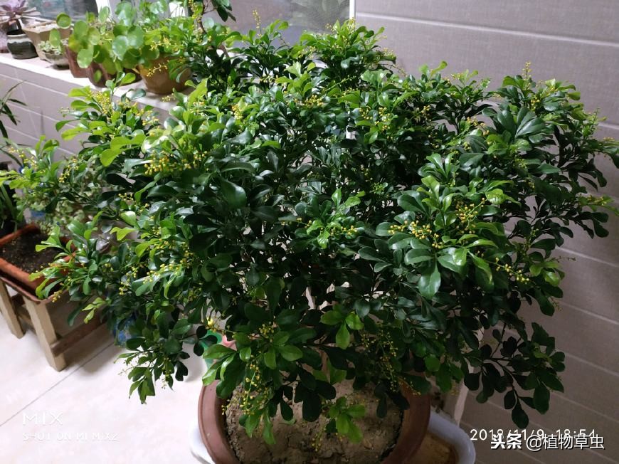 冬季米兰花怎么养护,米兰花的冬季管理与养护