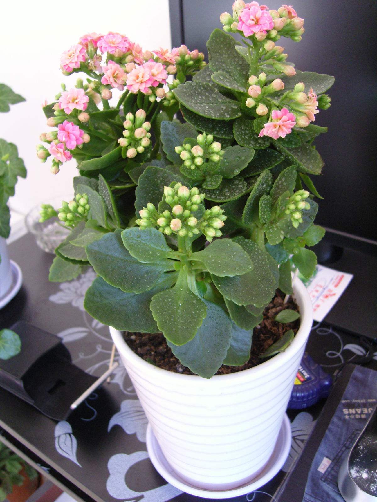 长寿花开花越来越小原因,长寿花花朵小怎么办