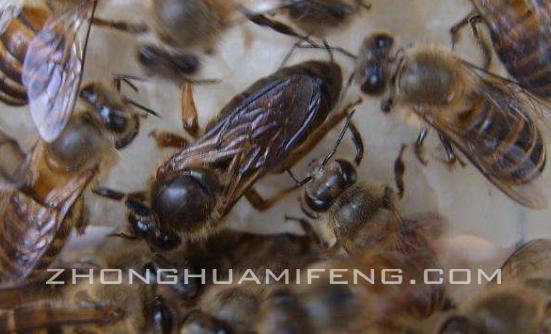 中蜂想飞逃的预兆和处理方法,中蜂交尾成功后飞逃原因