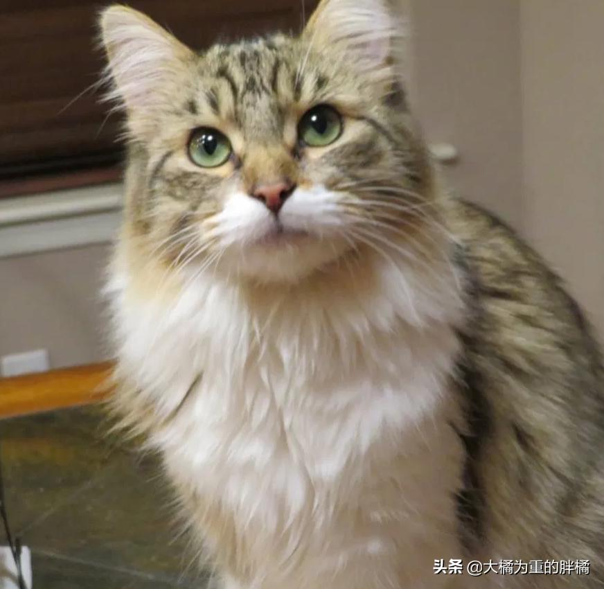 母猫离家出走留下小猫,母猫挪窝落下小猫