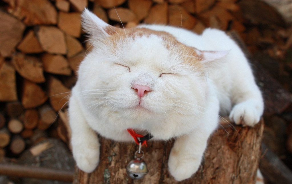 软便克星进口猫粮测评,软便克星猫粮大测评