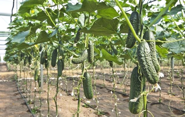 怎样防止黄瓜虫,黄瓜根结线虫最佳防治方法