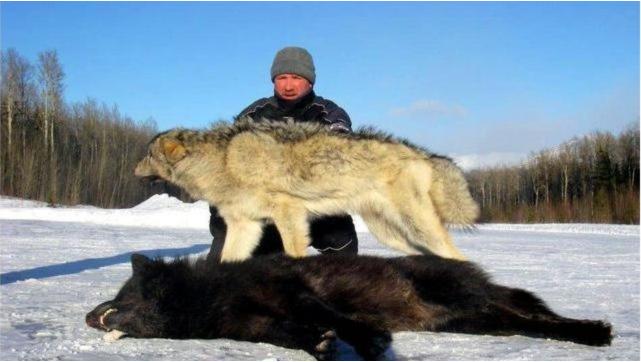 海盗游戏atlas驯狼,atlas如何驯野兽