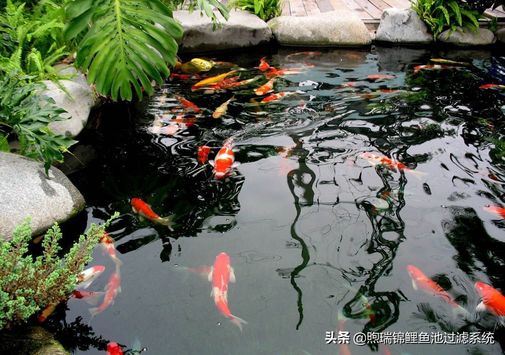 养鲤不是江湖，贵在知足常乐！