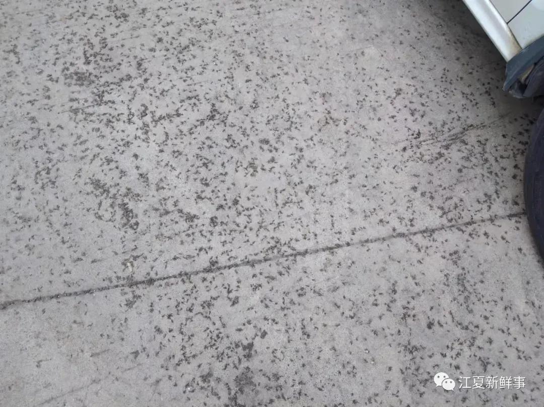 武汉汤逊湖畔的庙山，众多小区摇蚊密集扎堆！该如何治理？