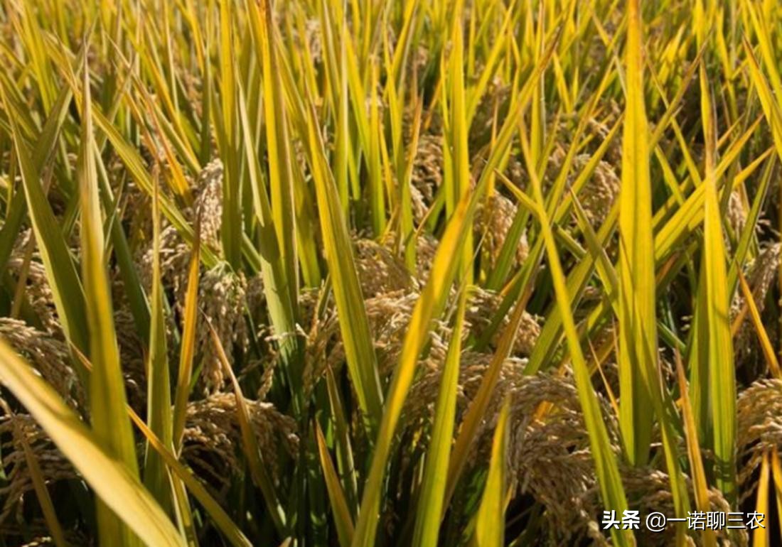 水稻种植时期水量管理,水稻大棚温度管理