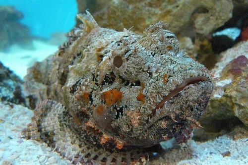 世界上最毒的鱼食人鱼只能排第五,世界上十大最危险的鱼