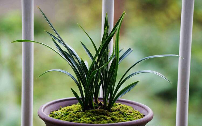 兰花脱水怎么补救,兰花根系脱水怎么治