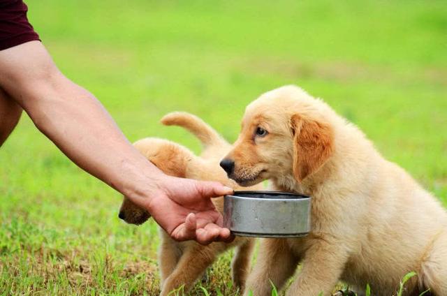 狗狗太黏人了,狗狗太粘人对它凶一点会好吗