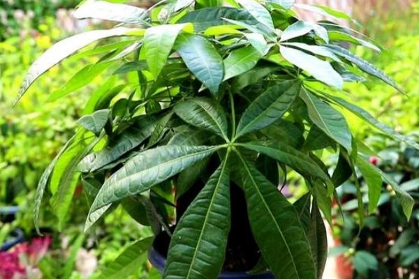 发财树烂根如何快速补救,发财树烂根怎么补救详细教程