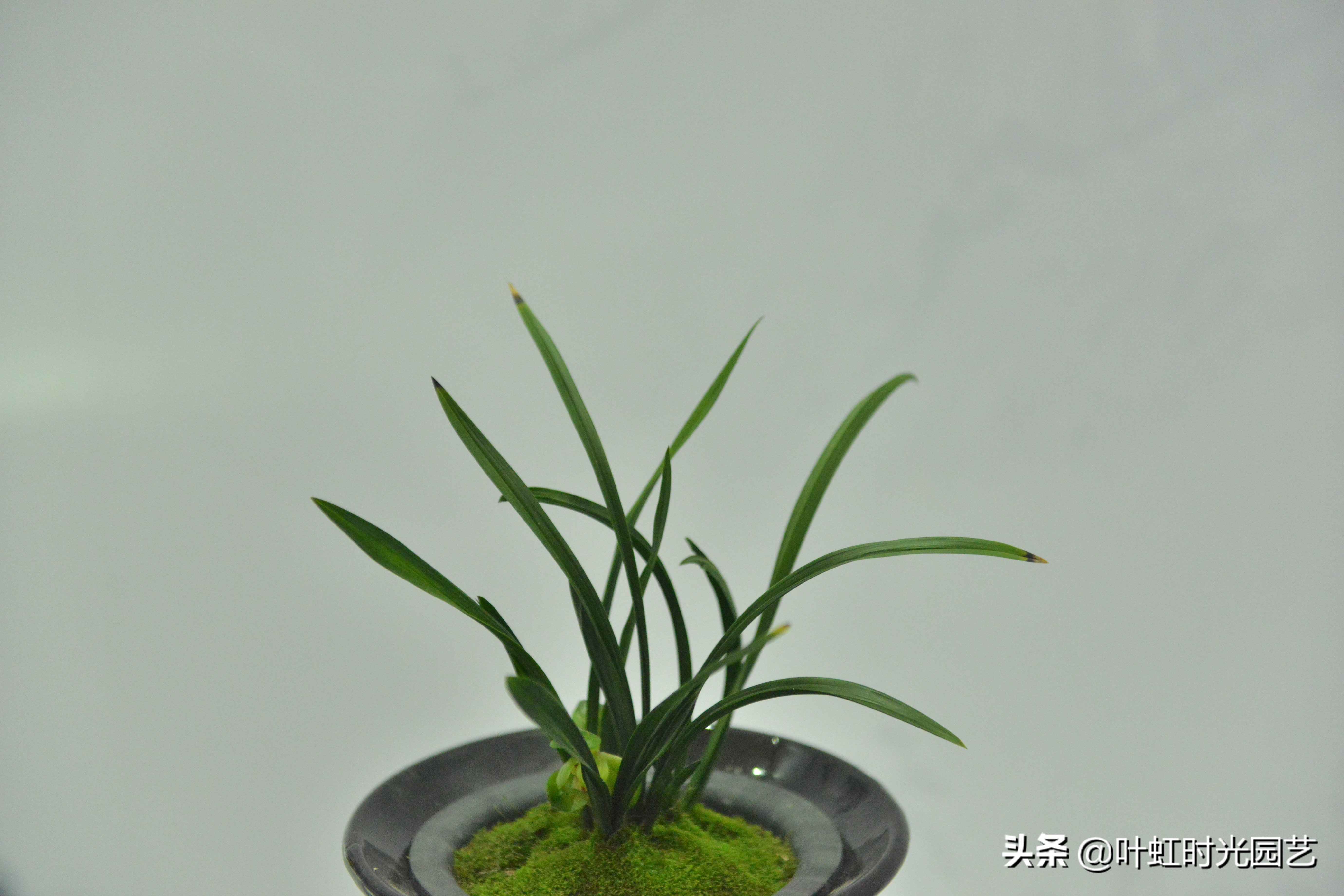 兰花叶片喷水,兰花叶子喷水