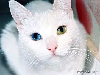胖橘猫和黑猫,橘猫黑猫白猫哪个最可爱