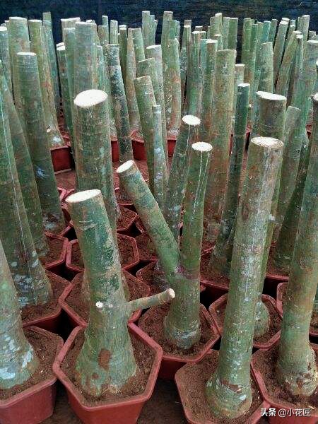 发财树花盆里放泡沫好吗,发财树花盆下部放泡沫吗