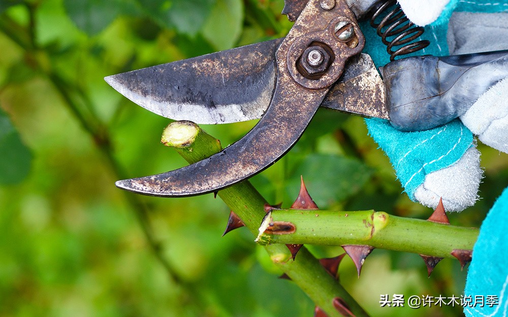 月季扦插长出愈伤组织后多久生根,如何判断月季是根瘤还是愈合组织