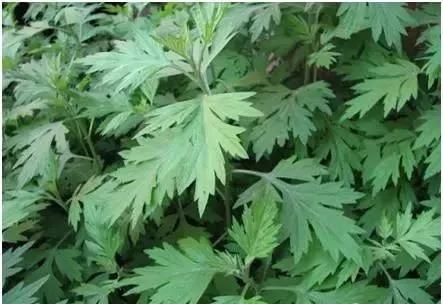 带你们认识这些野生草药,农村随处可见的几种野生中草药