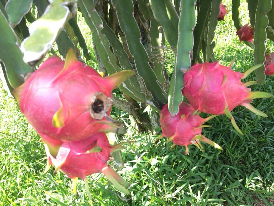 越南芹苴水上活动,越南芹苴水上市场