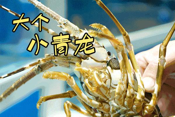 上海端午福利套餐,9.9抵100优惠券日本料理