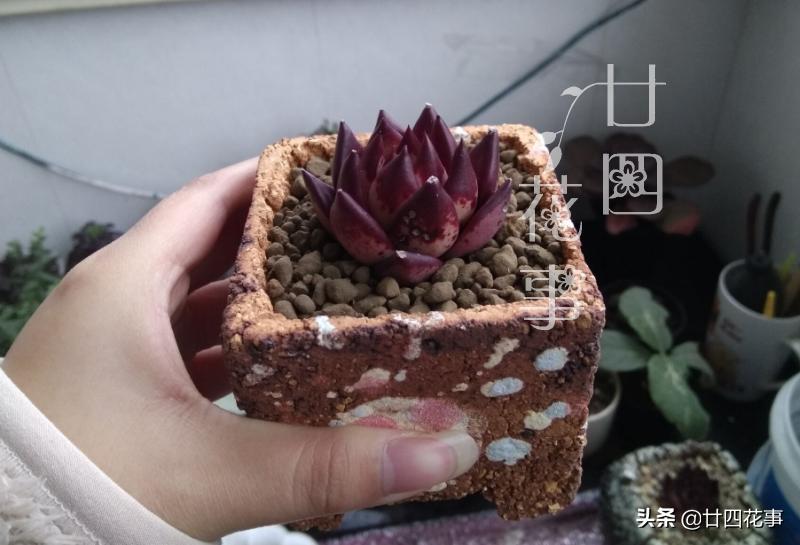 给多肉选花盆，除了看颜值外，还有3个关键指标，直接关系钱包