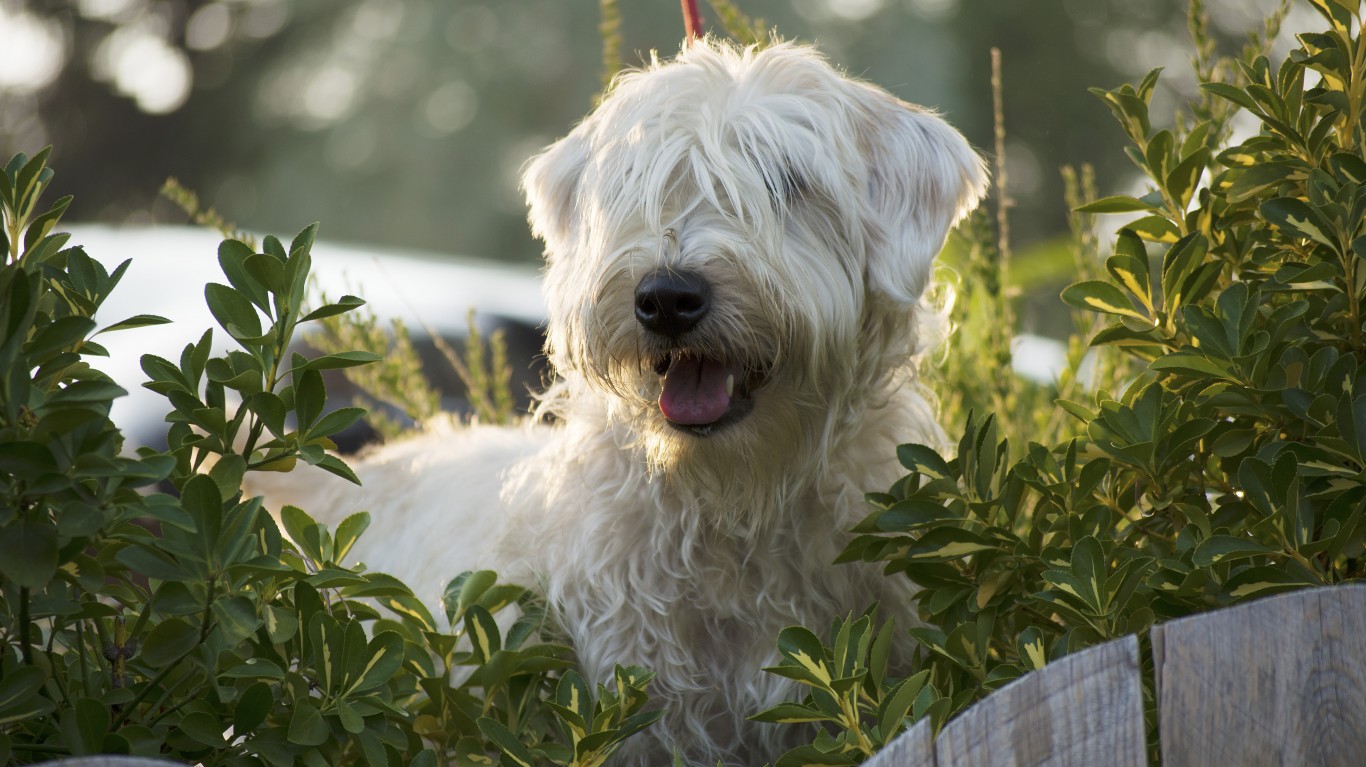 狗狗16种过敏原,16种狗品种