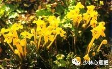 动物中药功效大全,中药药材大全及功效