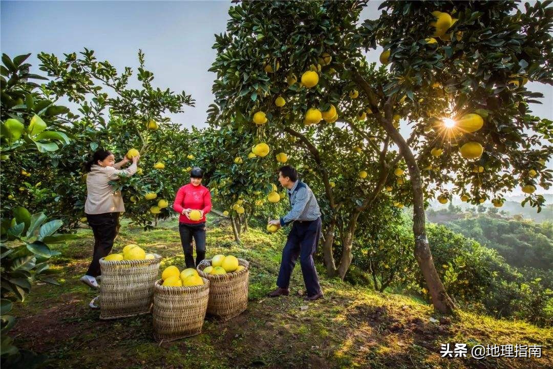 姊呭窞鏌氬瓙鍜屽槈搴旇尪,鍢夊簲鏌氬瓙