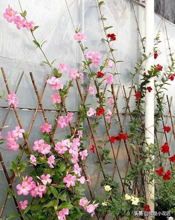 适合阳台种植的爬藤植物都有哪些,家庭阳台种什么爬藤植物比较好