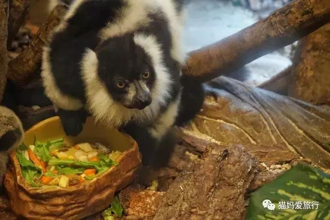 广州长隆野生动物园全程步行攻略,2天游玩广州长隆野生动物园攻略