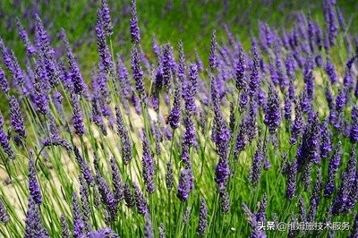 薰衣草怎么种植,薰衣草种植基地