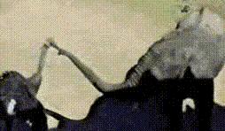 老虎：这是我准备养大吃的，你来凑什么热闹