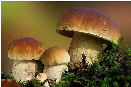 牛肝菌中药配方,牛肝菌功效主治