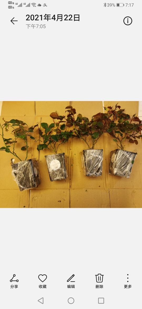 优秀月季品种推荐,正宗佛罗伦蒂娜月季