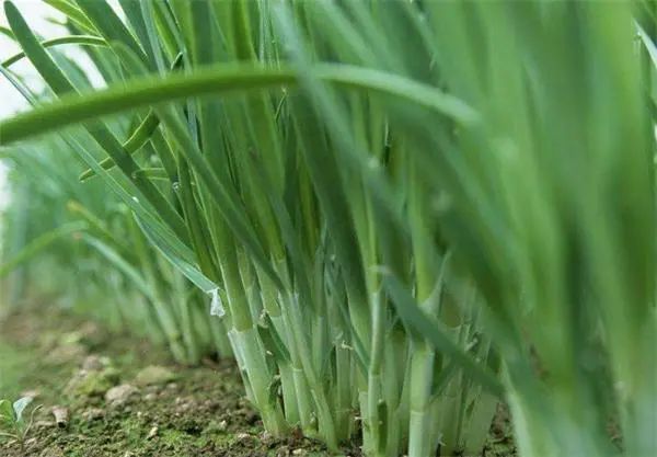 昨天剁手买的50元一斤的沙葱，为什么有股韭菜味