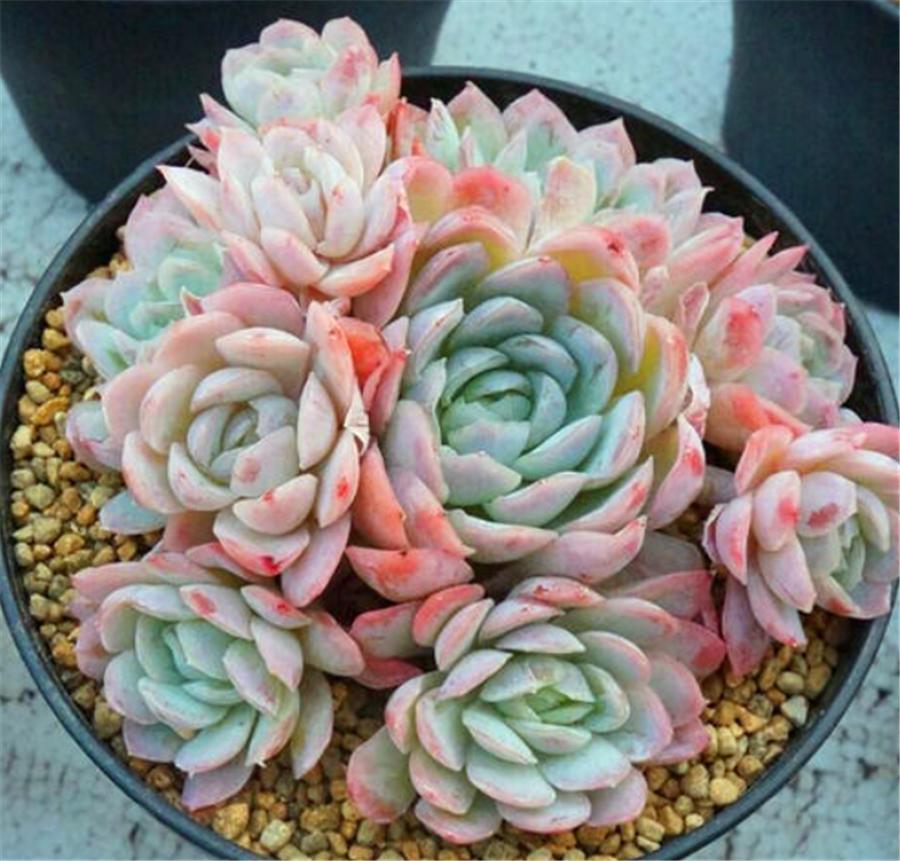 秋天的冰梅太美了,红的温暖粉的醉人,做好4件事,冬天会更美