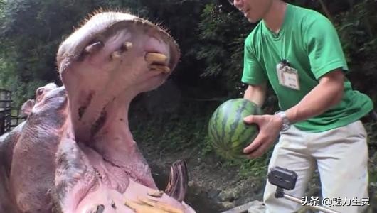 河马冷知识全集,河马奇葩冷知识