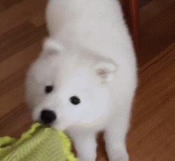 别再说笼养狗狗不好了,小恶魔萨摩耶