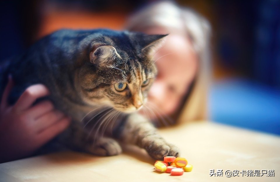 猫咪啃塑料袋是缺钙还是有猫毛,猫咪啃袋子需要吃什么