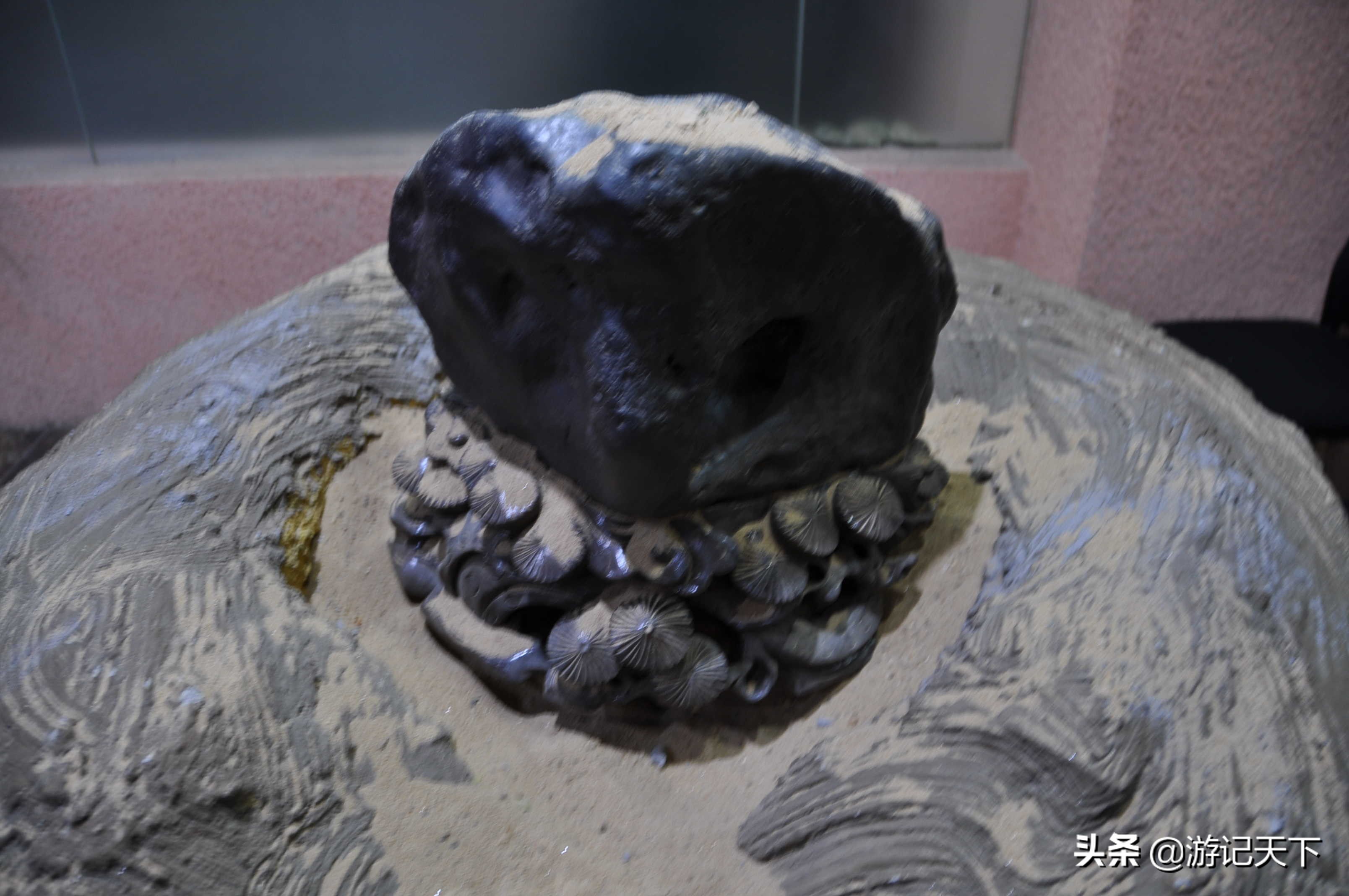 参观上海东方地质科普馆,上海东方地质科普馆需要预约吗