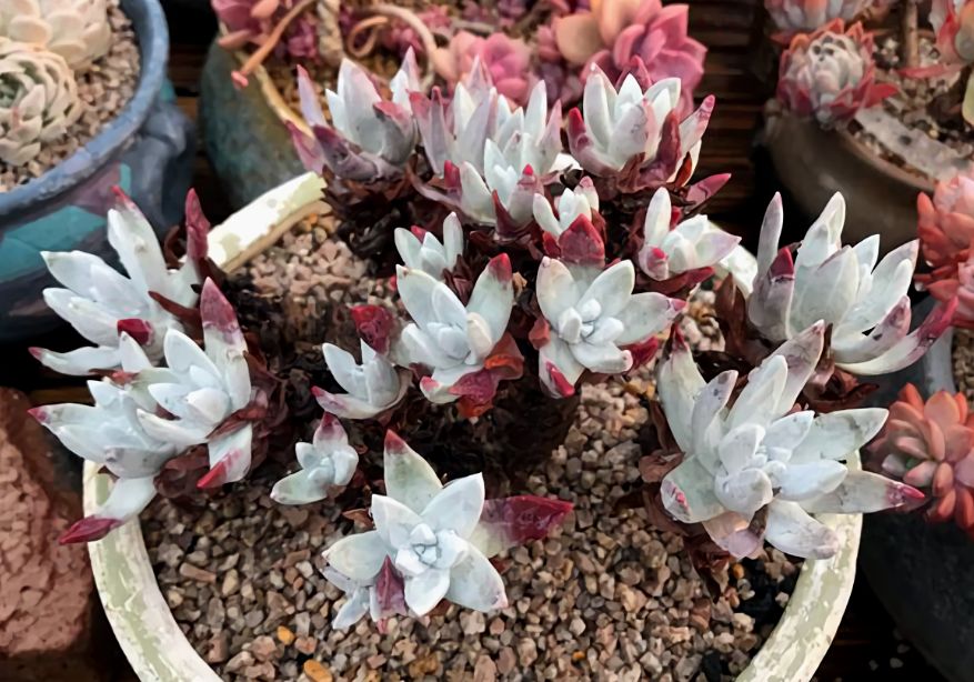 大型多肉植物仙女杯,多肉植物仙女杯的种类