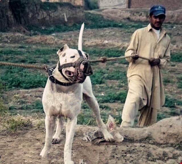 巴基斯坦库达犬多少钱一只,巴基斯坦国家赛冠军库达犬