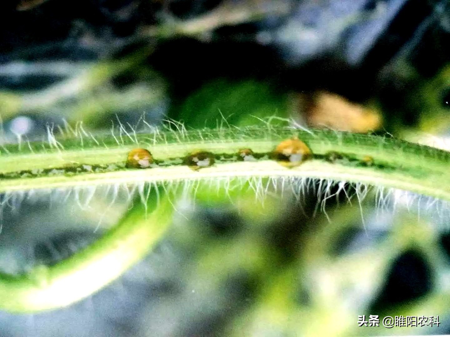 苯醚甲环唑对西瓜蔓枯病有效吗,西瓜蔓枯病最有效的防治方法