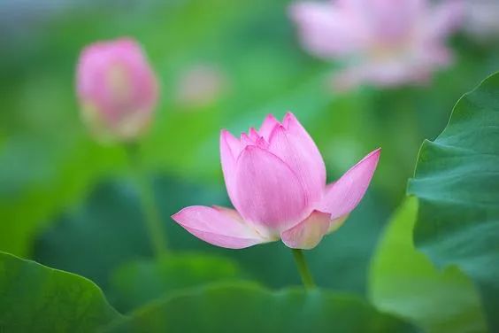 中国十大名花你认识几种呢,中国十大名花你喜欢哪种呢