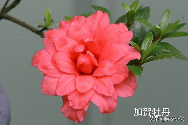 用毛杜鹃还是映山红嫁接杜鹃好,映山红嫁接皋月杜鹃亲和力好吗