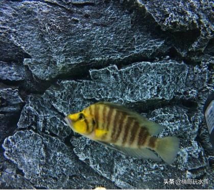 鱼缸里的苏门答腊虎,水族箱养虎虾