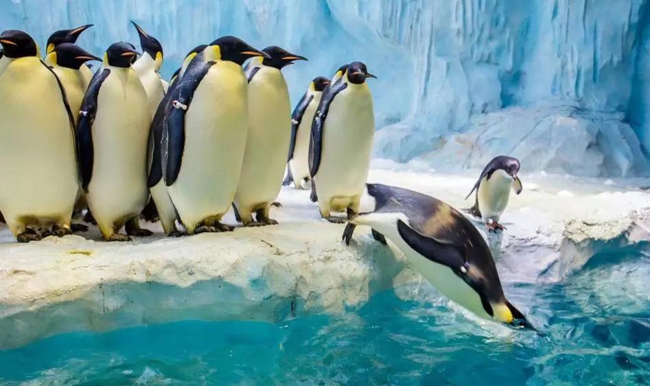 广州长隆疫情复开了吗,长隆集团最新消息