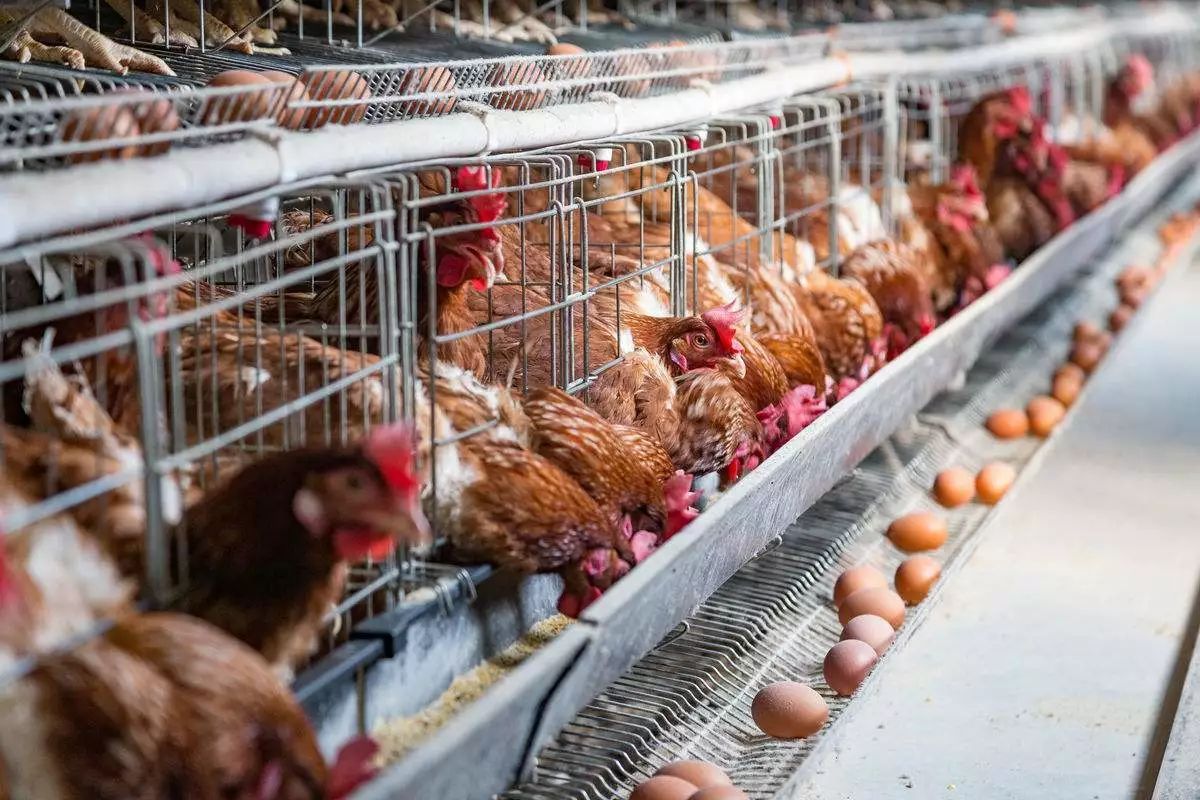 鸡缺钙吃什么补钙,蛋鸡生病防治方法