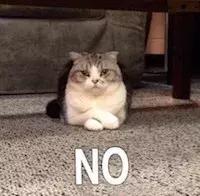 猫咪夏天怎么降温,夏天如何给小猫咪降温