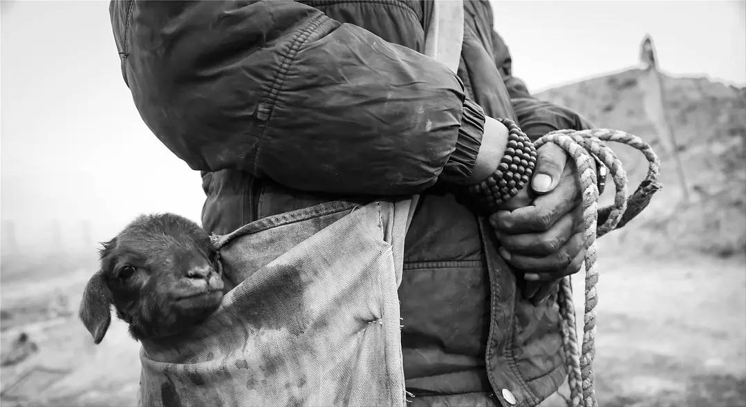 40岁牧羊人被发廊妹骗去16万血汗钱，这电影后劲太大