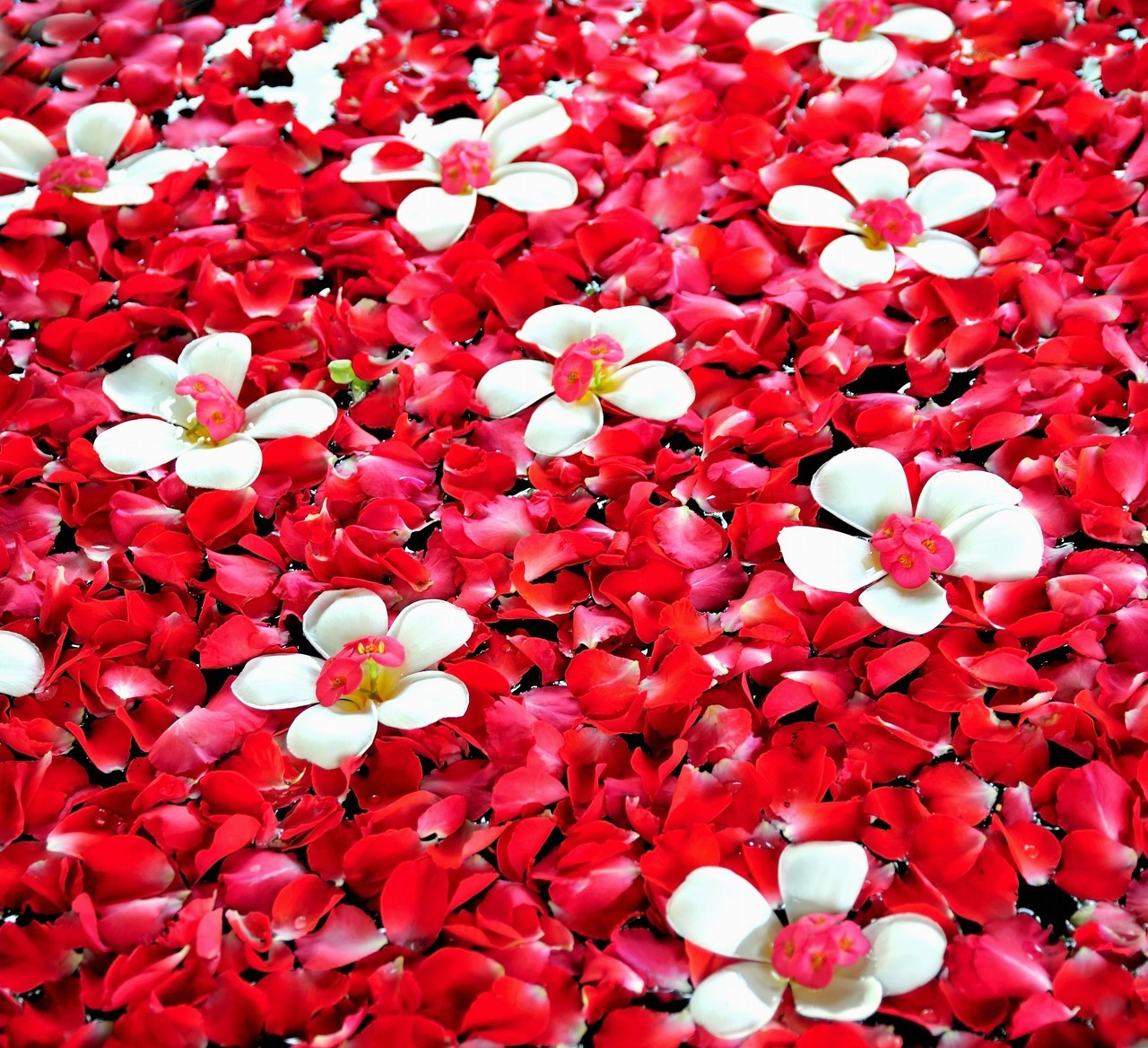 一花一世界一叶一菩提的歌,一花一世界一叶一菩提视频